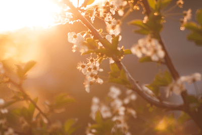 Celebrate Sunshine on the First Day of Spring