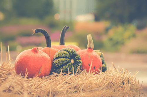 5 Fun Ways to Give Back in Fall