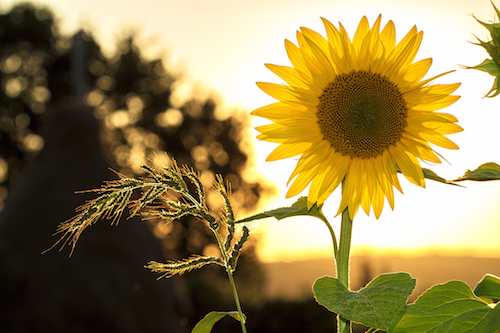 Give Back on National Plant a Flower Day